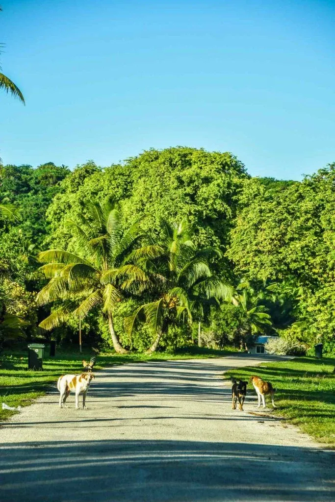 Niue Safety Tips: Is it Safe to Travel to Niue?
