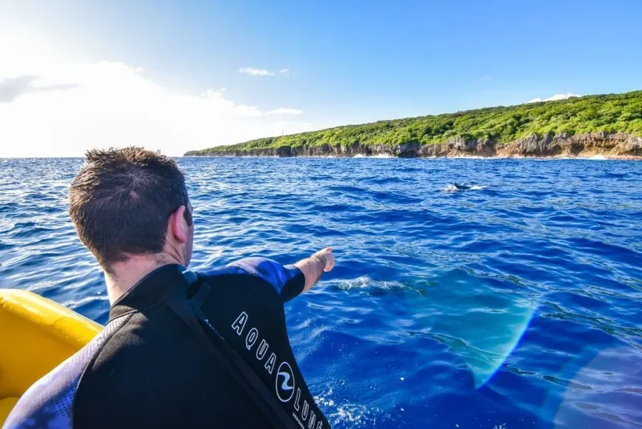 The Guide to the Whale Season in Niue