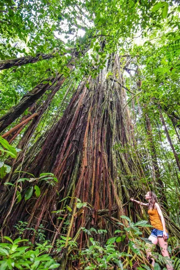 Niue Luxury Itinerary: 7 Days / One Week