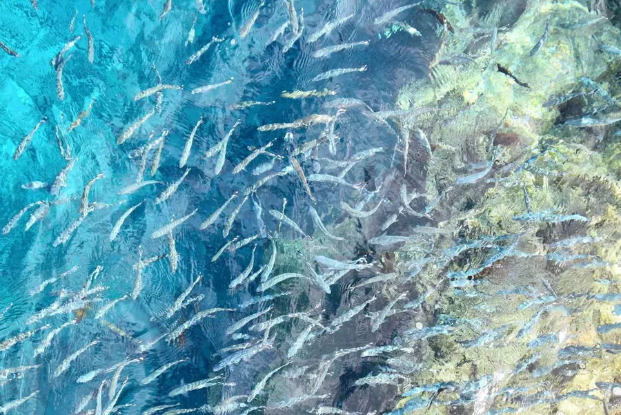 What You Need to Know About the Kaloama/Goatfish Season in Niue