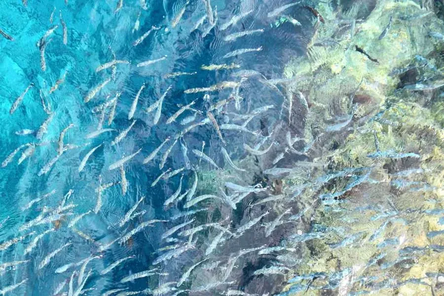 The Best Time for Fishing in Niue