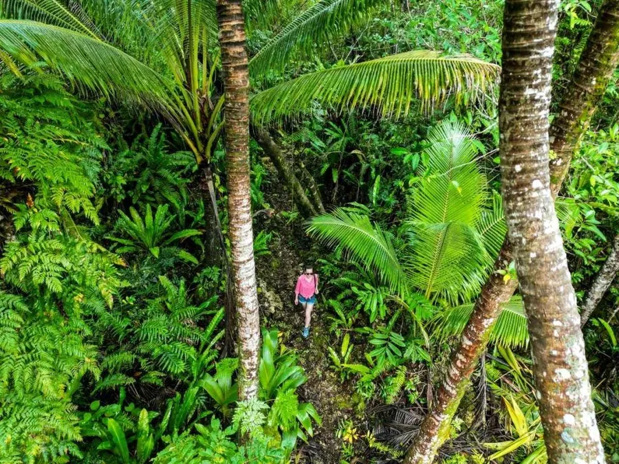 10 Best Wildlife Tours &amp; Experiences in Niue [2023]