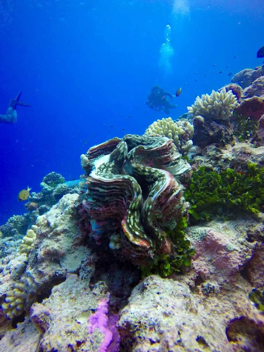 Niue Luxury Itinerary: 7 Days