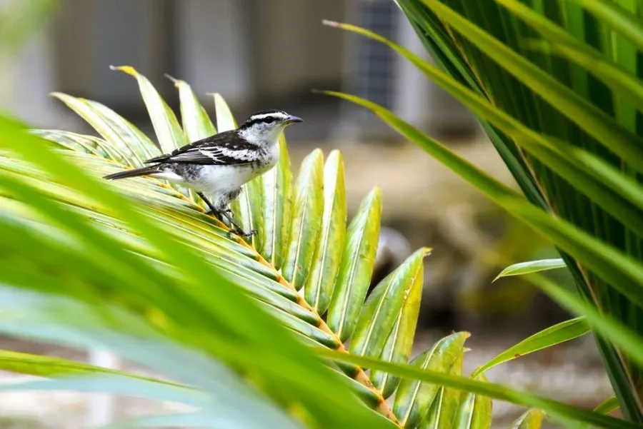 10 Animals and Birds Native to Niue
