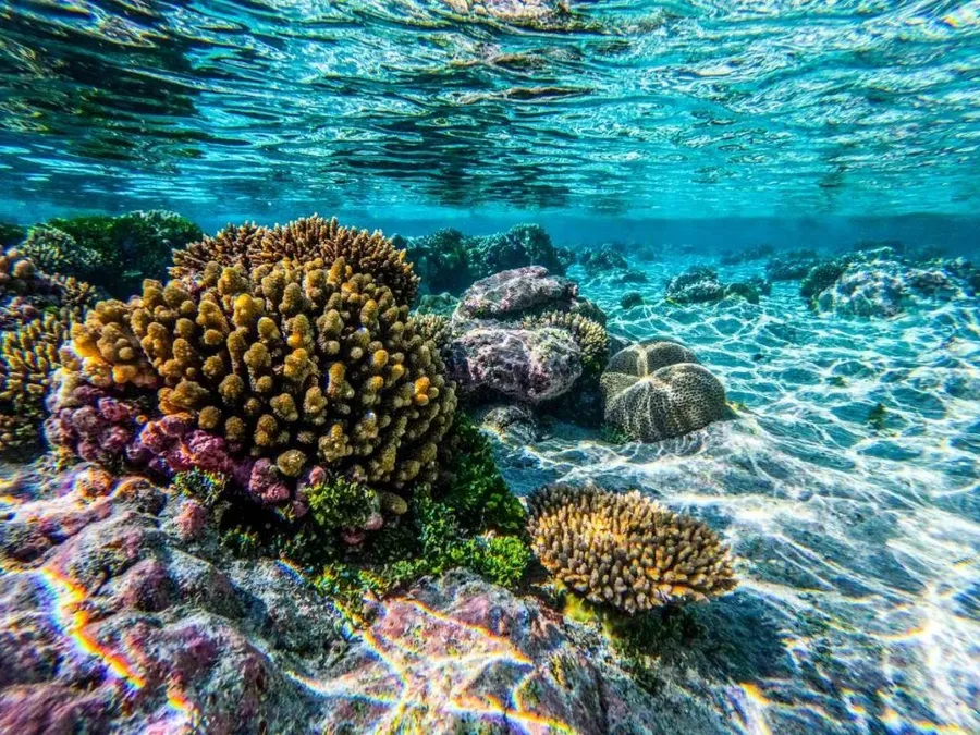The Guide to Snorkelling in Niue