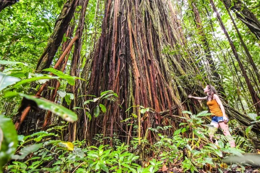 Wildlife in Niue: Animals in Niue & Where to See Them