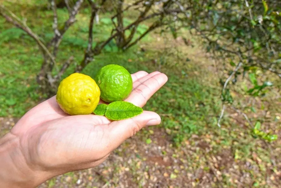 9 Exotic Fruits in Niue You Have to Try