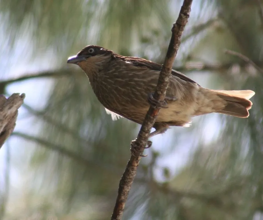 10 Animals and Birds Native to Niue