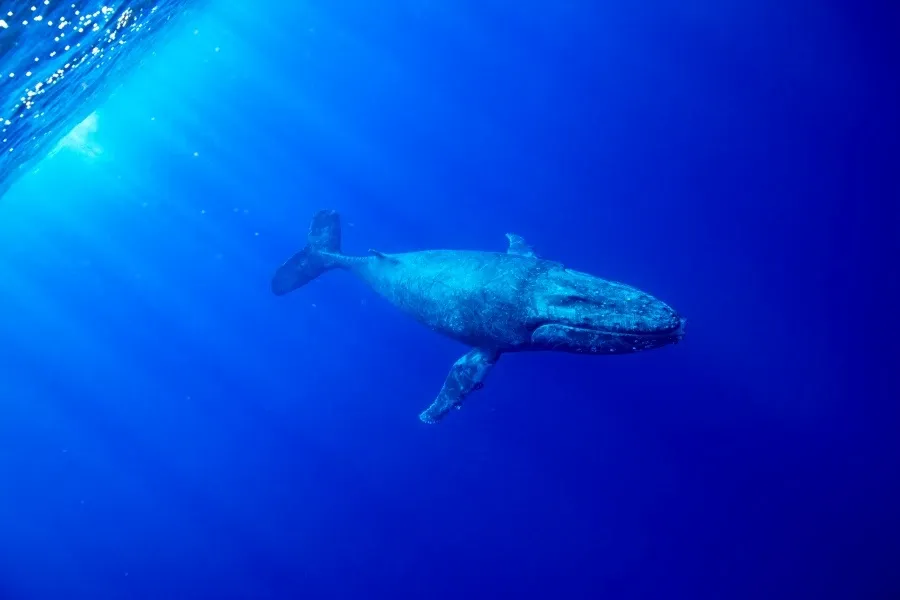 10 Things to Do in Alofi