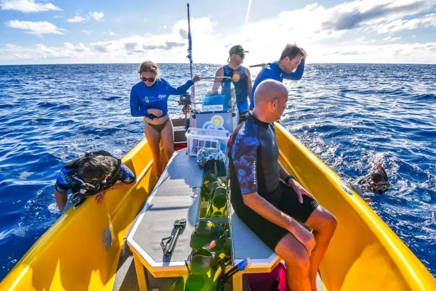 The Best Guided Snorkelling Tours in Niue [2023]