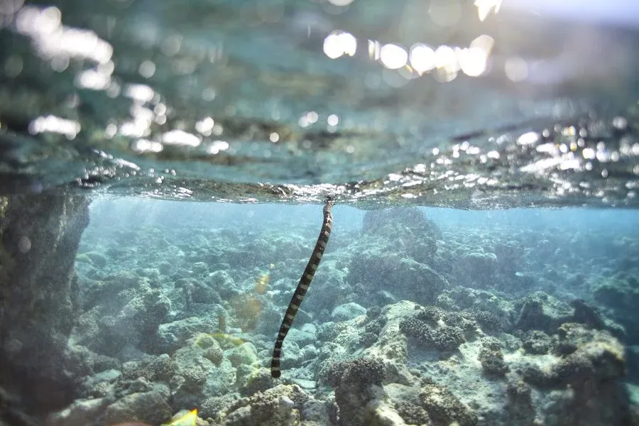 10 Best Dive Sites in Niue