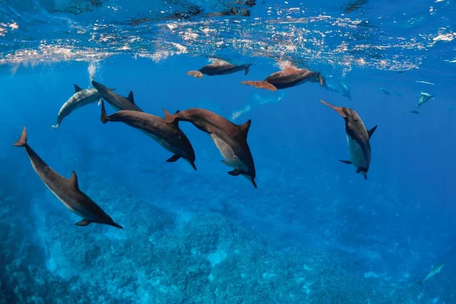 10 Unique & Unusual Experiences in Niue