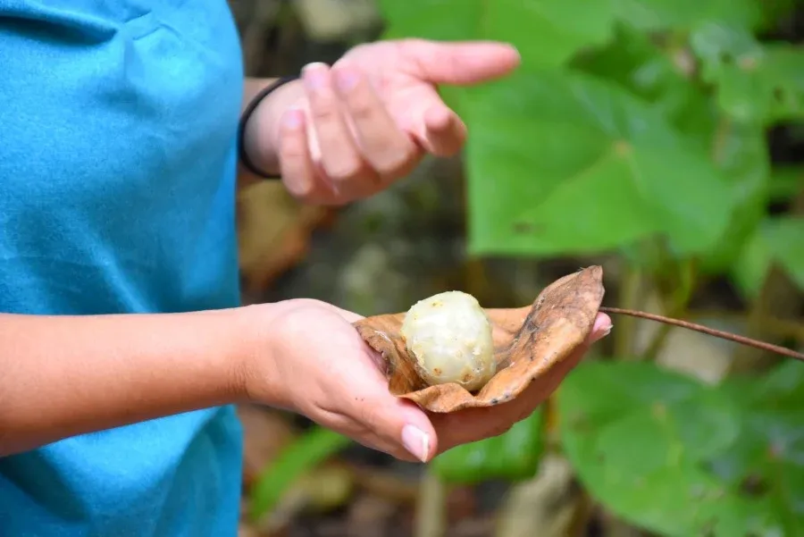 9 Exotic Fruits in Niue You Have to Try