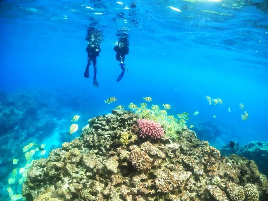Scuba Diving Yellow Fish Coral Mandatory Credit To NiuePocketGuide.com Small