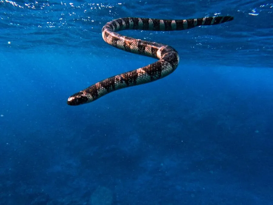 10 Animals and Birds Native to Niue