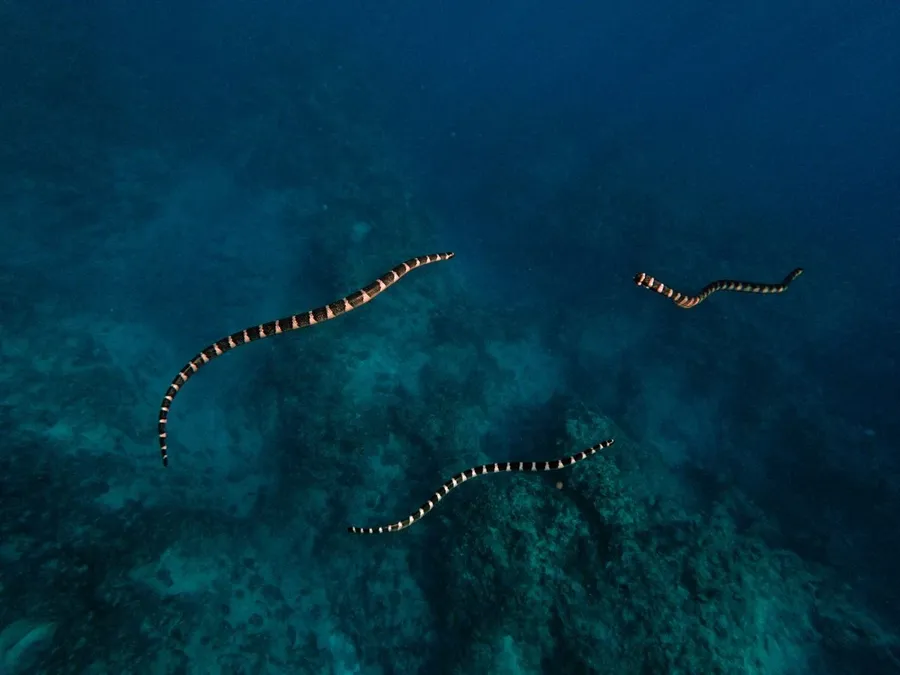 10 Animals and Birds Native to Niue