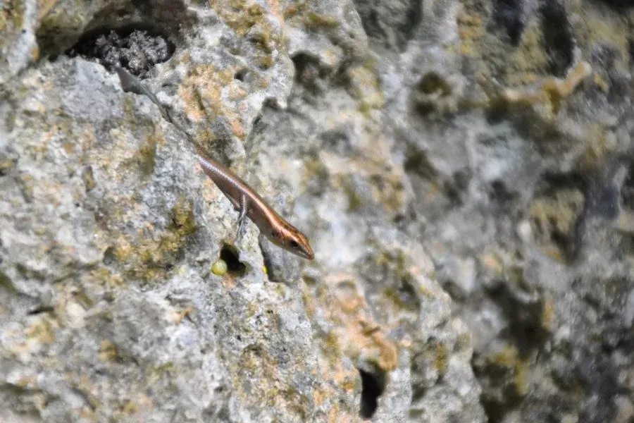 A Traveller’s Guide to the Wildlife in Niue