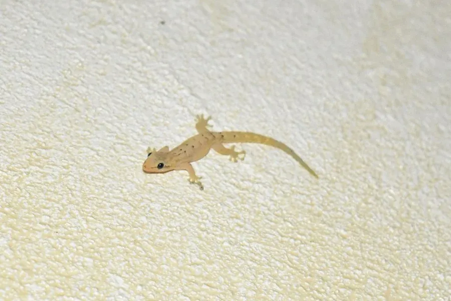 10 Animals and Birds Native to Niue