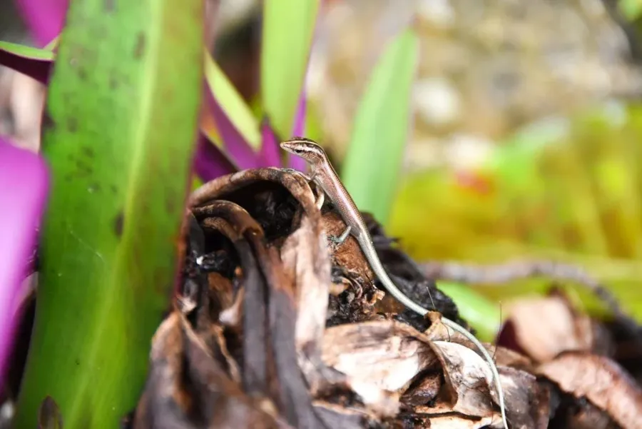 10 Animals and Birds Native to Niue