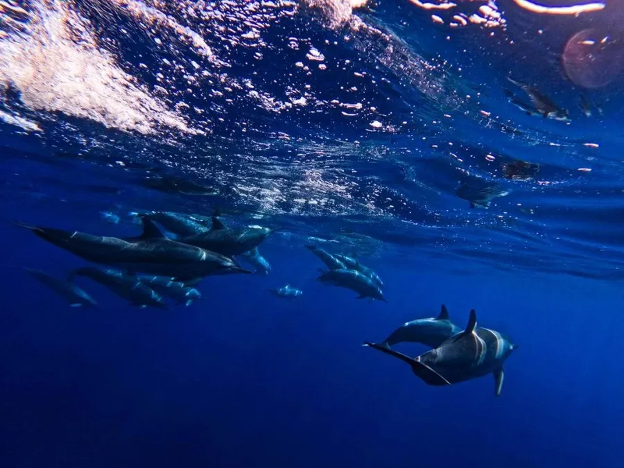 The Best Scuba Diving Tours in Niue [2023]
