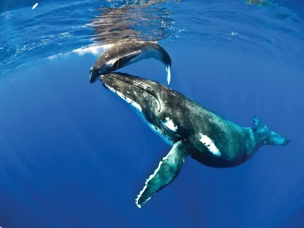 7 Best Nature Tours in Niue