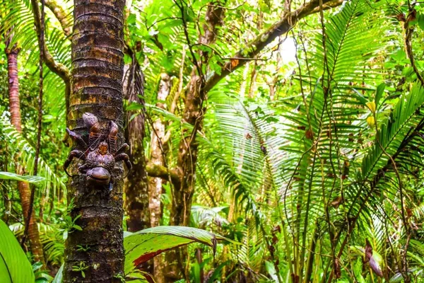 10 Best Wildlife Tours &amp; Experiences in Niue [2023]
