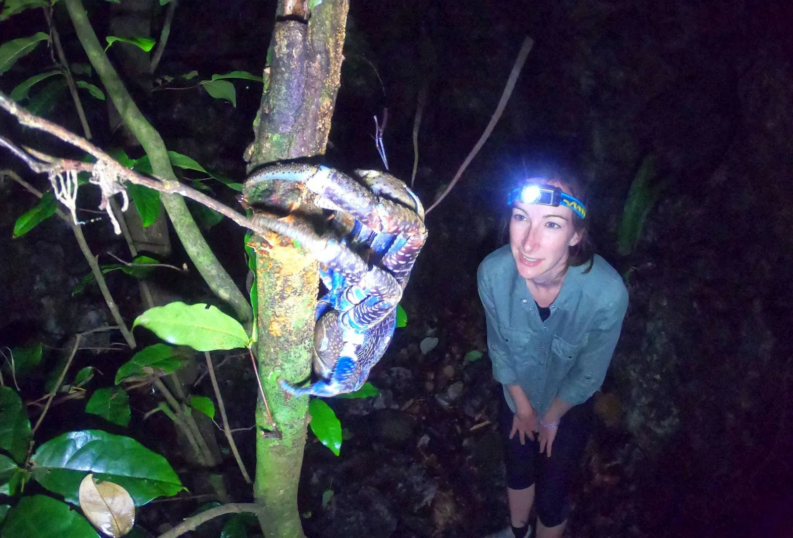 A Traveller’s Guide to the Wildlife in Niue