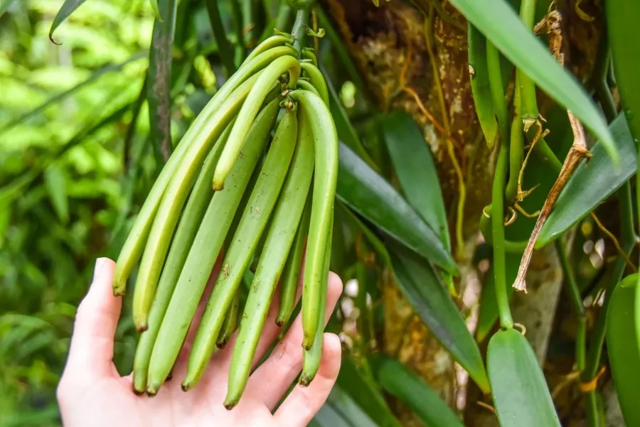 Niue Foodie Itinerary: 3 Days / Weekend