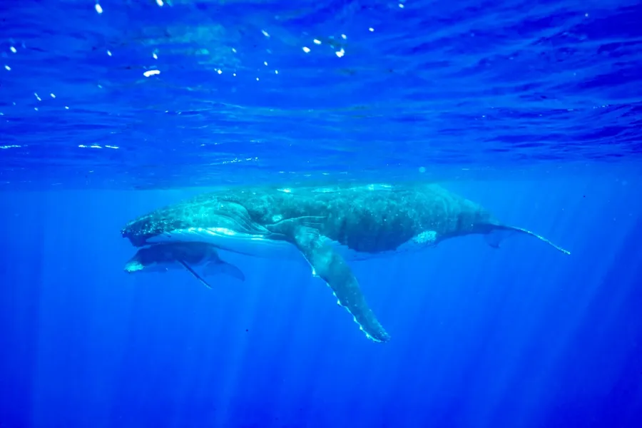 The Guide to the Whale Season in Niue