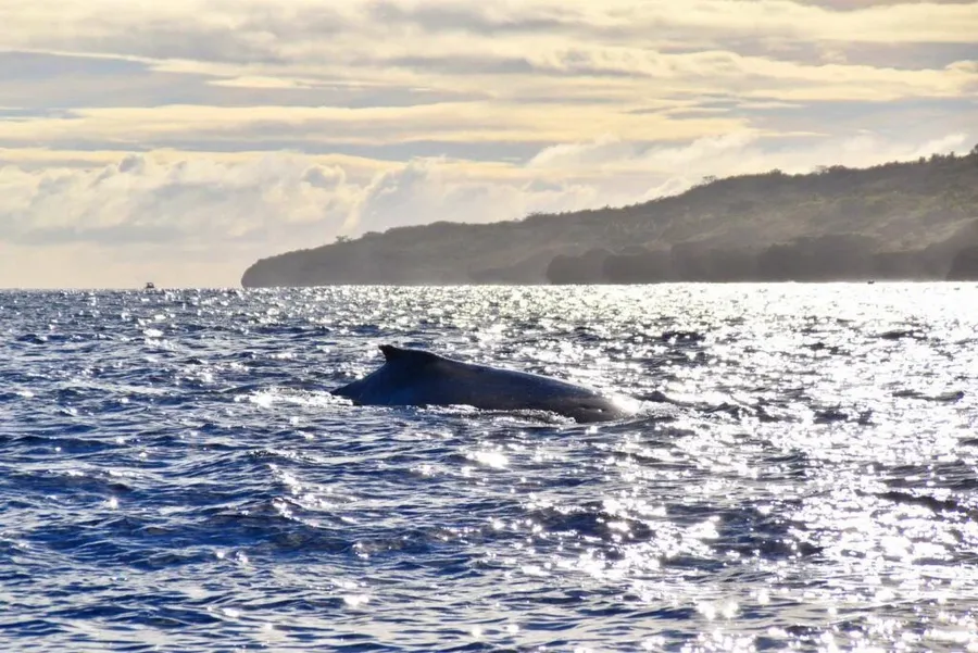 Niue Whales: The Guide to Swimming with Whales in Niue