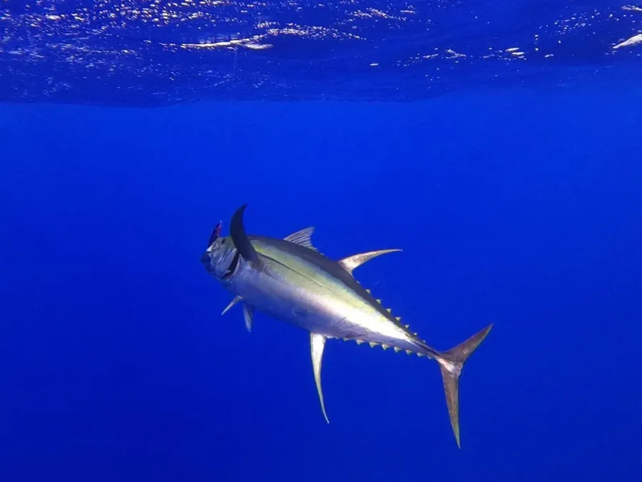 What Types of Fish Can You Fish for in Niue?