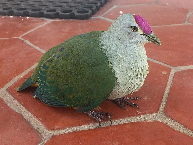 10 Animals and Birds Native to Niue