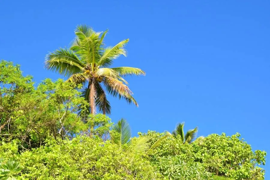 Niue Weather in May