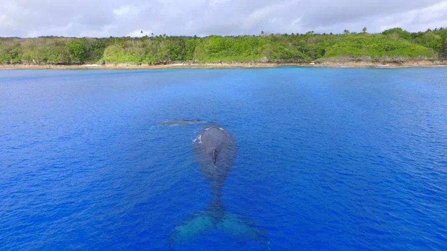Niue Honeymoon Itinerary: 7 Days