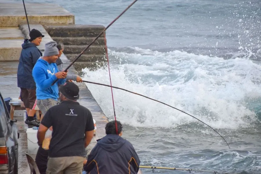 What You Need to Know About the Kaloama/Goatfish Season in Niue