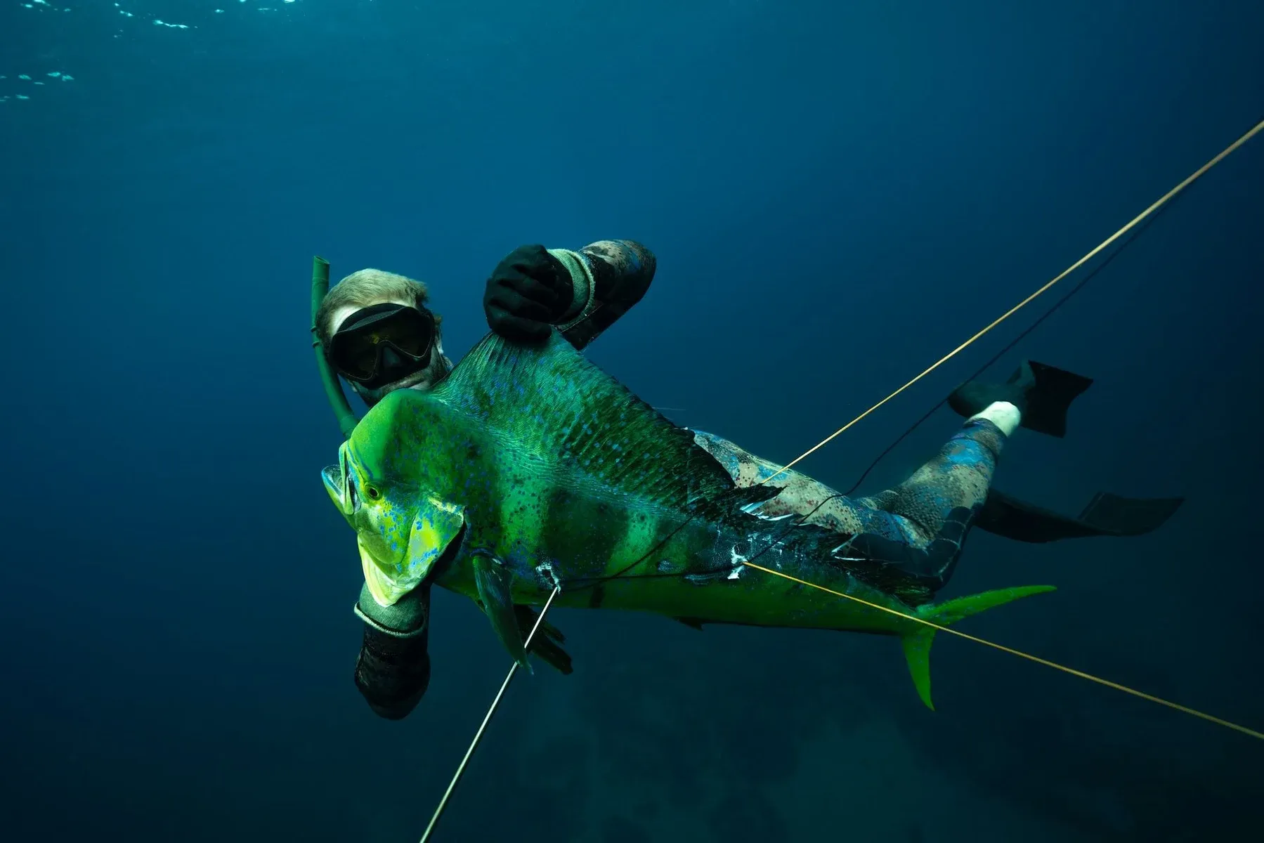 The Complete Guide to Spearfishing in Niue