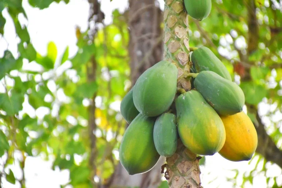 9 Exotic Fruits in Niue You Have to Try