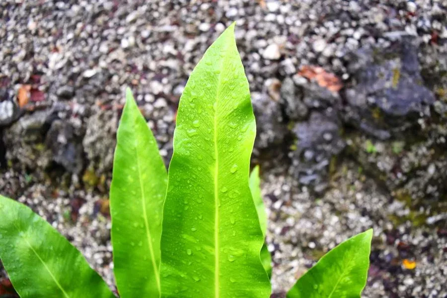 10 Ways to Avoid Mosquito Bites in Niue