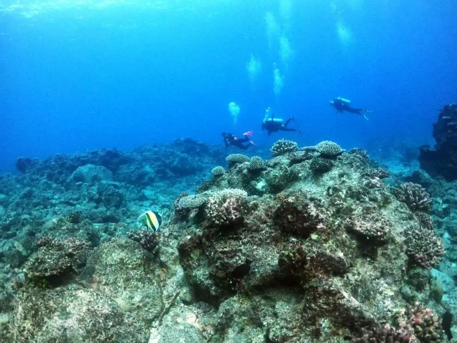 10 Best Dive Sites in Niue
