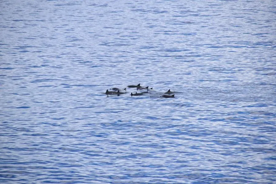 The Guide to Swimming with Dolphins in Niue