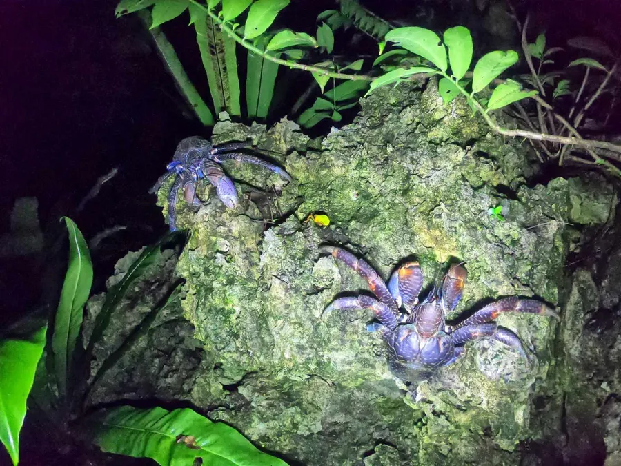 8 Ways See Uga (Coconut Crabs) in Niue