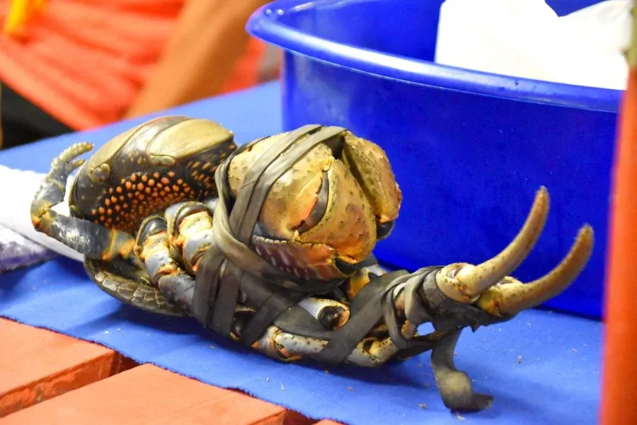 8 Ways See Uga (Coconut Crabs) in Niue