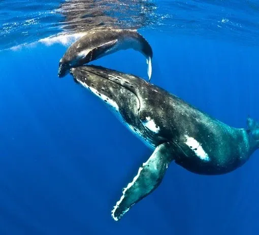 Niue Whales: The Guide to Swimming with Whales in Niue ???? [2023]