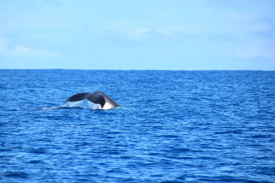 10 Amazing Lookouts for Watching Whales in Niue