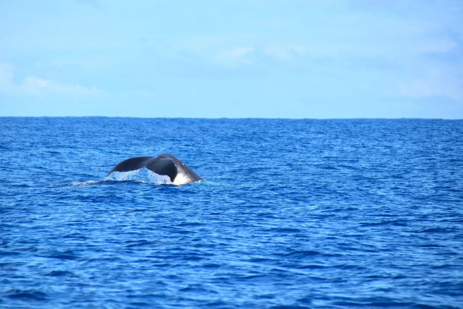 10 Amazing Lookouts for Watching Whales in Niue