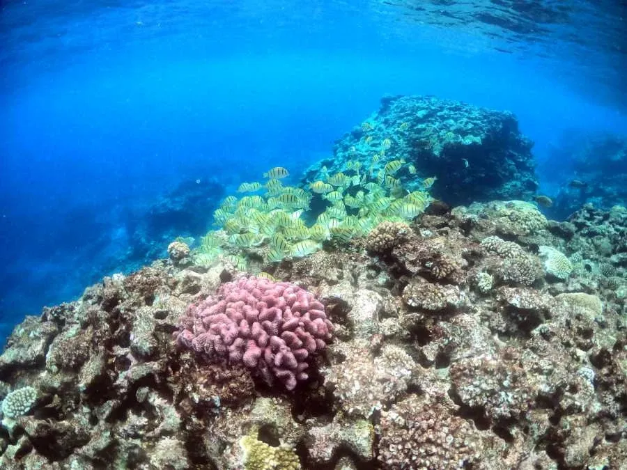 1. Get Married on the World’s Largest Raised Coral Atoll!