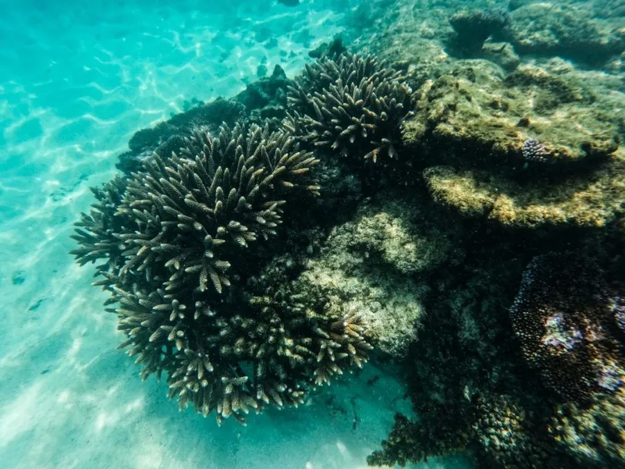 The Best Snorkelling in Upolu: Top 10 Places to Snorkel | Samoa Pocket ...