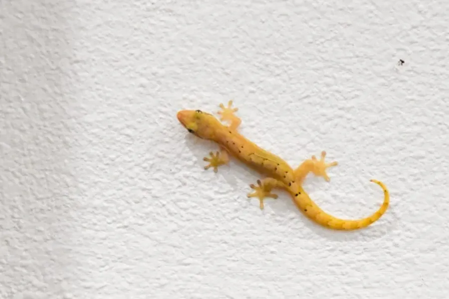 Wildlife in Samoa: Animals in Samoa & Where to See Them | Samoa Pocket ...
