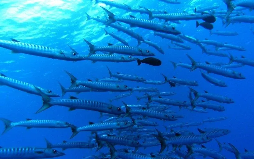 10 Best Dive Sites in Tonga