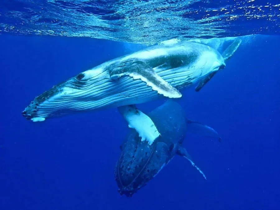 10 Luxury Activities in Vava'u